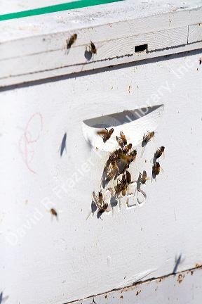Honey bees enter a beehive in an apiary near Parma, Idaho, USA.