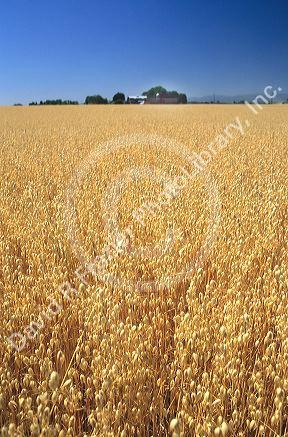 Oat field near Sheridan, Oregon.