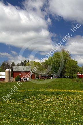 Horse graze in front of a red barn on a farm in Sauk County, Wisconsin, USA.