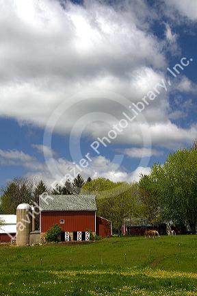 Horse graze in front of a red barn on a farm in Sauk County, Wisconsin, USA.