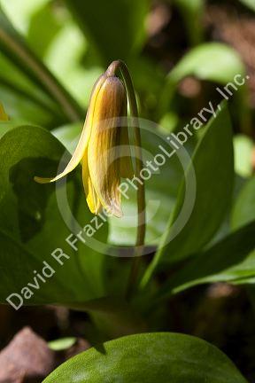 Erythronium commonly known as a trout lily growing on the forest floor in Upper Peninsula of Michigan, USA.