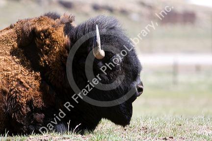 American Bison in Wyoming, USA.