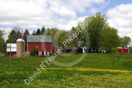 Horse graze in front of a red barn on a farm in Sauk County, Wisconsin, USA.