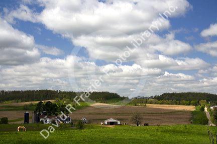 Palomino horse graze in a pasture on a farm in Sauk County, Wisconsin, USA.