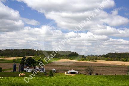 Palomino horse graze in a pasture on a farm in Sauk County, Wisconsin, USA.
