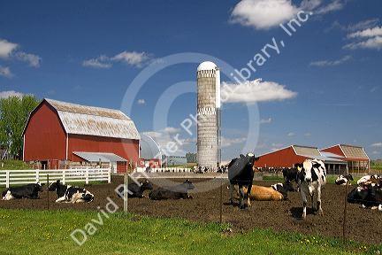 Cows in front of a red barn and silo on a farm north of Arcadia, Wisconsin, USA.