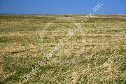 Tall grass prairie in South Dakota, USA.