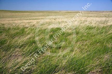 Tall grass prairie in South Dakota, USA.