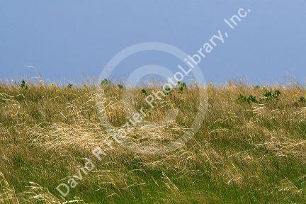 Tall grass prairie of South Dakota, USA.