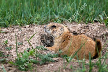 Black-Tailed Prairie Dog in the tall grass prairie of South Dakota, USA.