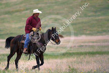 American cowboy rides horseback herding cattle north of Hot Springs, South Dakota, USA.