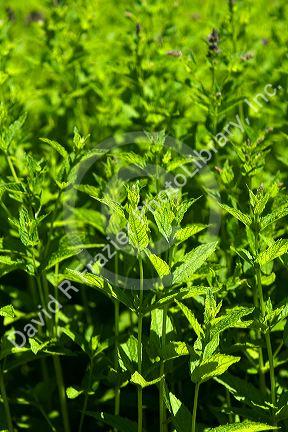 Mint crop in Canyon County, Idaho, USA.