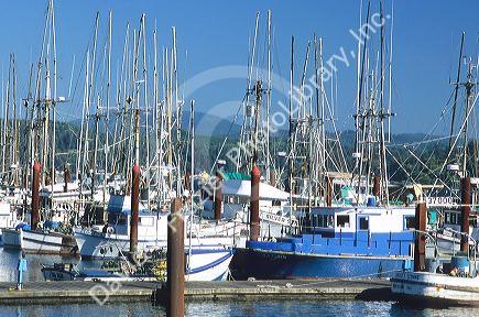 Fishing boats docked in Newport, Oregon.