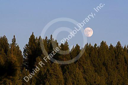 Moonrise over an Idaho pine forest.