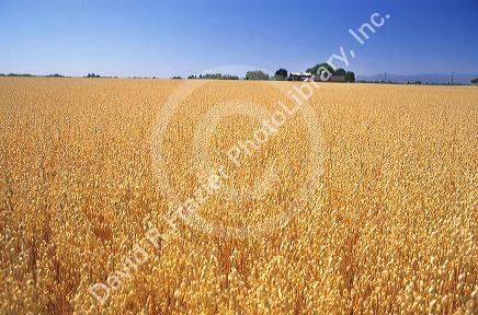 Oat field near Sheridan, Oregon.