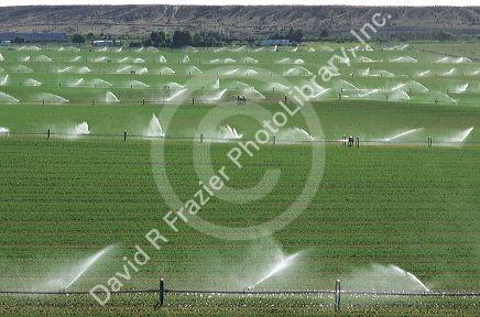 Wheeled sprinkler irrigation in Grandview, Idaho.