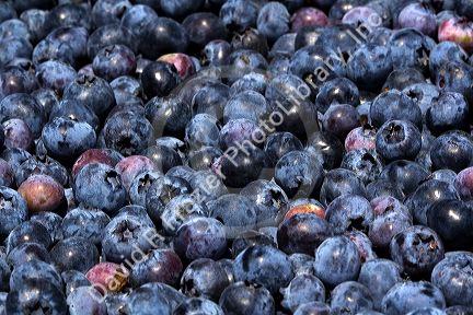 Freshly harvested blueberries near McMinnville, Oregon, USA.