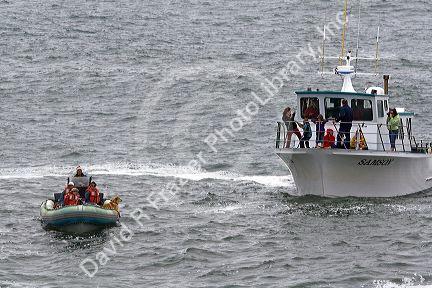 Whale watching tour boats in the Pacific Ocean at Depoe Bay, Oregon, USA.