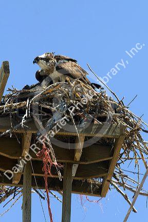 Osprey nesting on a platform atop a utility pole in Idaho, USA.