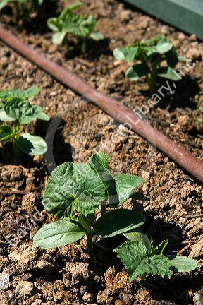 Seedling squash plants grow in a community church garden located in Garden City, Idaho, USA.