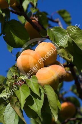 Ripe apricots grow on the tree in Oregon, USA.
