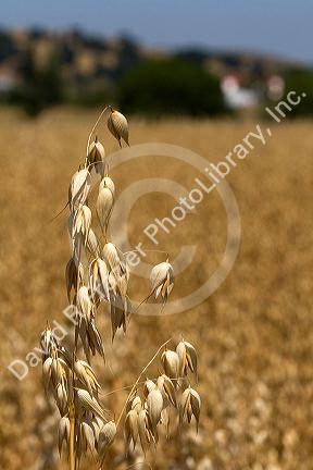 Crop of ripe oats in the Willamette Valley of Oregon, USA.
