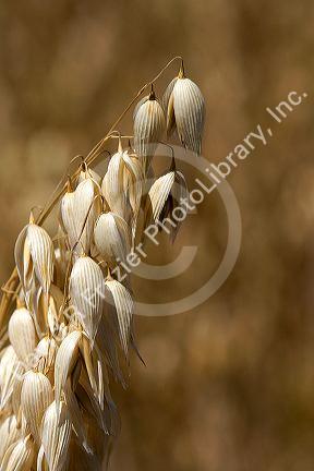 Crop of ripe oats in the Willamette Valley of Oregon, USA.