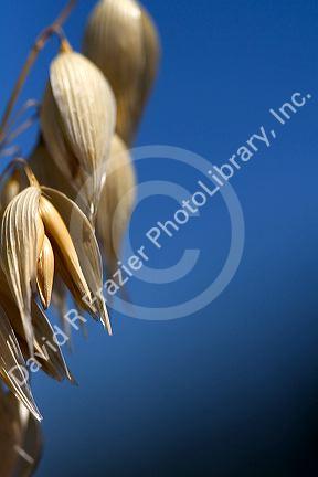 Crop of ripe oats in the Willamette Valley of Oregon, USA.