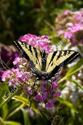 Western Tiger Swallowtail butterfly.