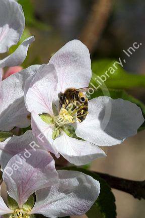 Honey bee pollinating an apple blossom in Canyon County, Idaho, USA.