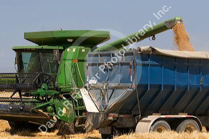 Wheat harvest in Canyon County, Idaho, USA.