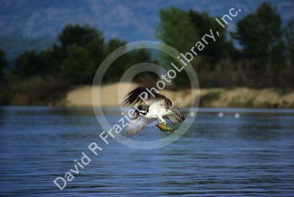 Osprey fishing for perch at Lake Cascade in Idaho, USA.