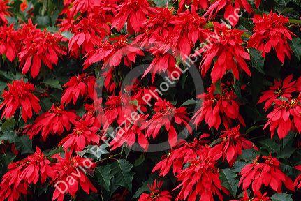 Poinsettia flowering plants grow wild in Hawaii, USA.