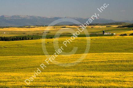 Teton Range in the distance behind fields of barley in Fremont County, Idaho, USA.