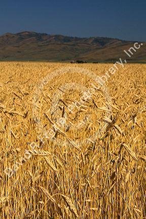 Ripe wheat fields in Camas County, Idaho, USA.