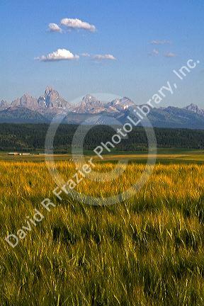 Teton Range in the distance behind fields of barley in Fremont County, Idaho, USA.