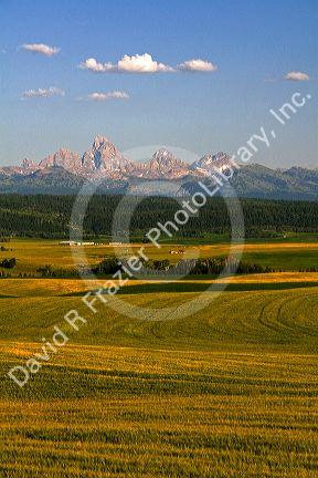 Teton Range in the distance behind fields of barley in Fremont County, Idaho, USA.