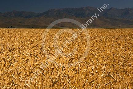 Ripe wheat fields in Camas County, Idaho, USA.
