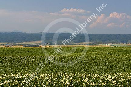 Potato crop near Ashton, Idaho.