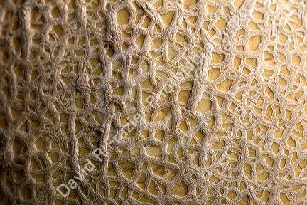 The veins of a cantaloupe melon.