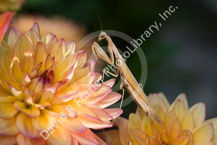 Tan colored praying mantis in Boise, Idaho, USA.