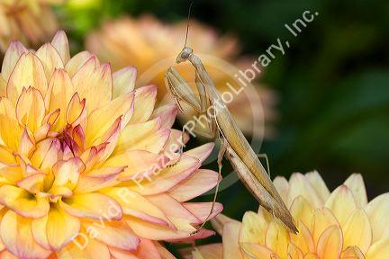 Tan colored praying mantis in Boise, Idaho, USA.