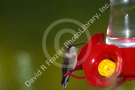 Caliope Hummingbird drinking from a feeder in Boise, Idaho, USA.