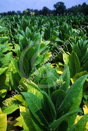 Tobacco farm in Tennessee, USA.