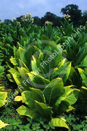 Tobacco farm in Tennessee, USA.