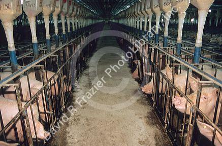 Pigs held in close confinement pens at a hog farm. Also known as a pig factory.