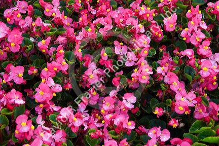 Begonia flowering plant in Luxembourg City, Luxembourg.