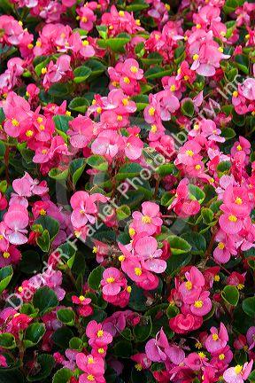 Begonia flowering plant in Luxembourg City, Luxembourg.