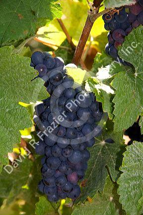 Grapes grow on the vine in the Champagne province of northeast France.