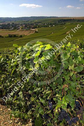 Grapes grow on the vine in the Champagne province of northeast France.